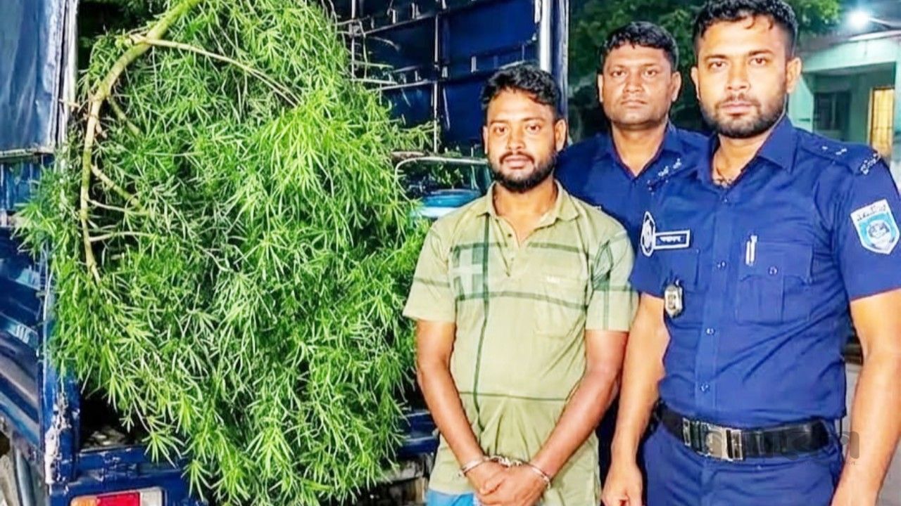 ঘোড়াঘাট উপজেলায় গাঁজা চাষ, আটক ১