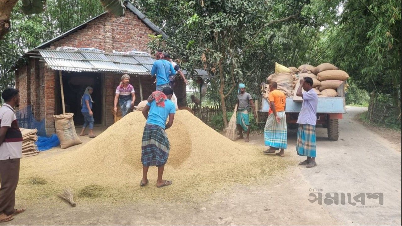 ফুলবাড়ীতে আউশের বাম্পার ফলনেও হাসি নেই কৃষকের মুখে
