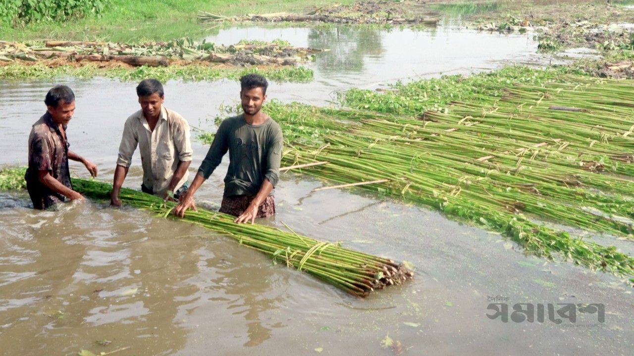 ফুলবাড়ীতে পাটের ফলন ও দাম দুই-ই ভালো, স্বস্তিতে কৃষকেরা